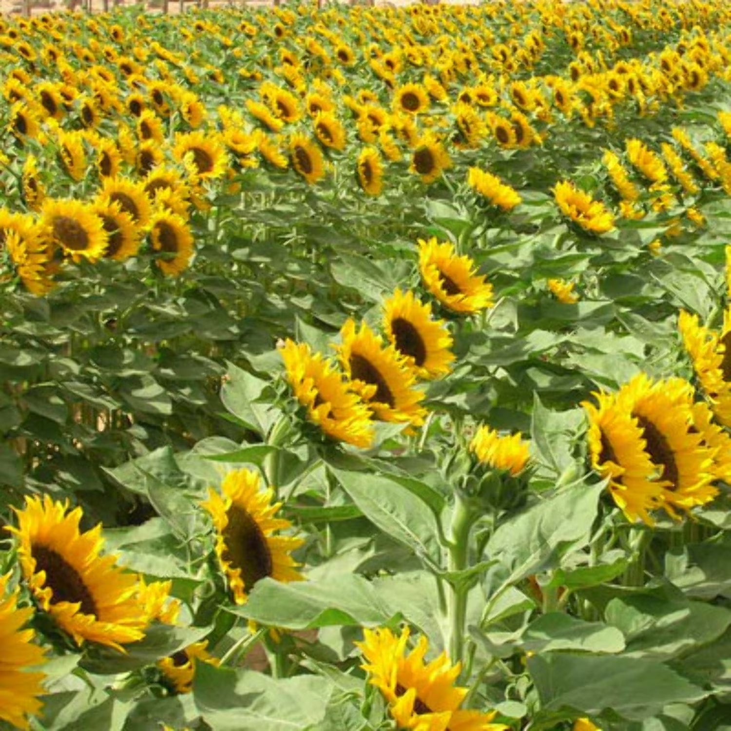 Zohar Sunflower Seeds online shopping