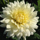 Tapioca Dahlia