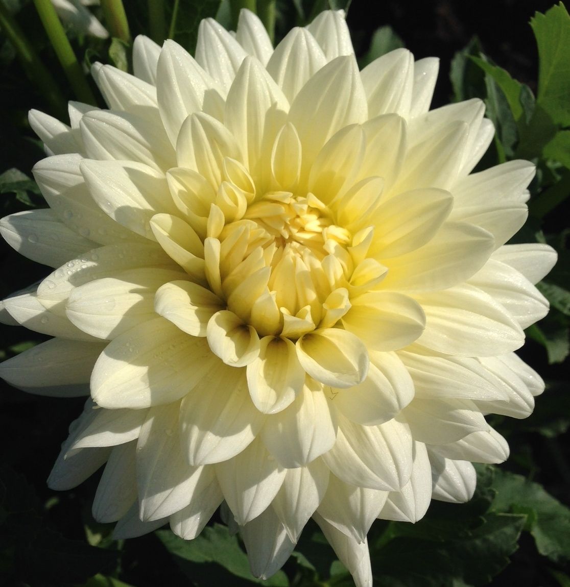 Tapioca Dahlia