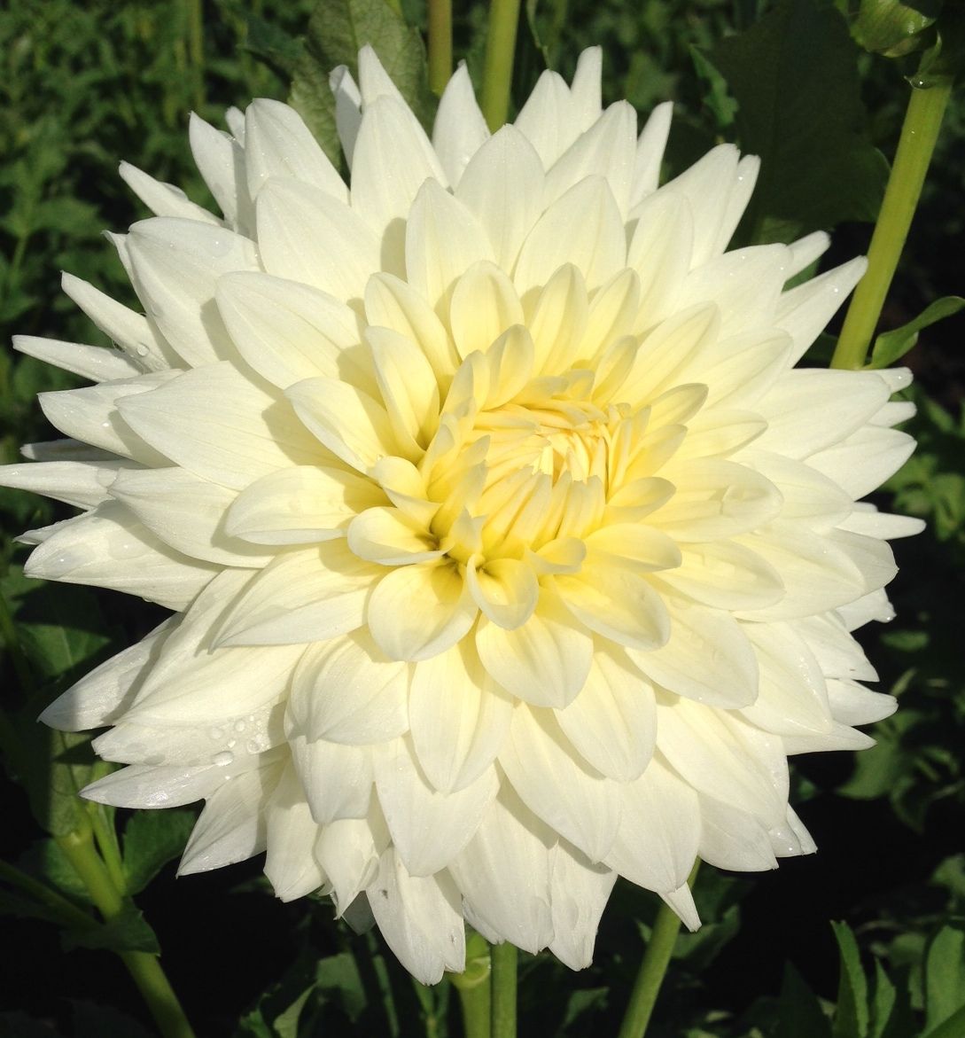 Tapioca Dahlia