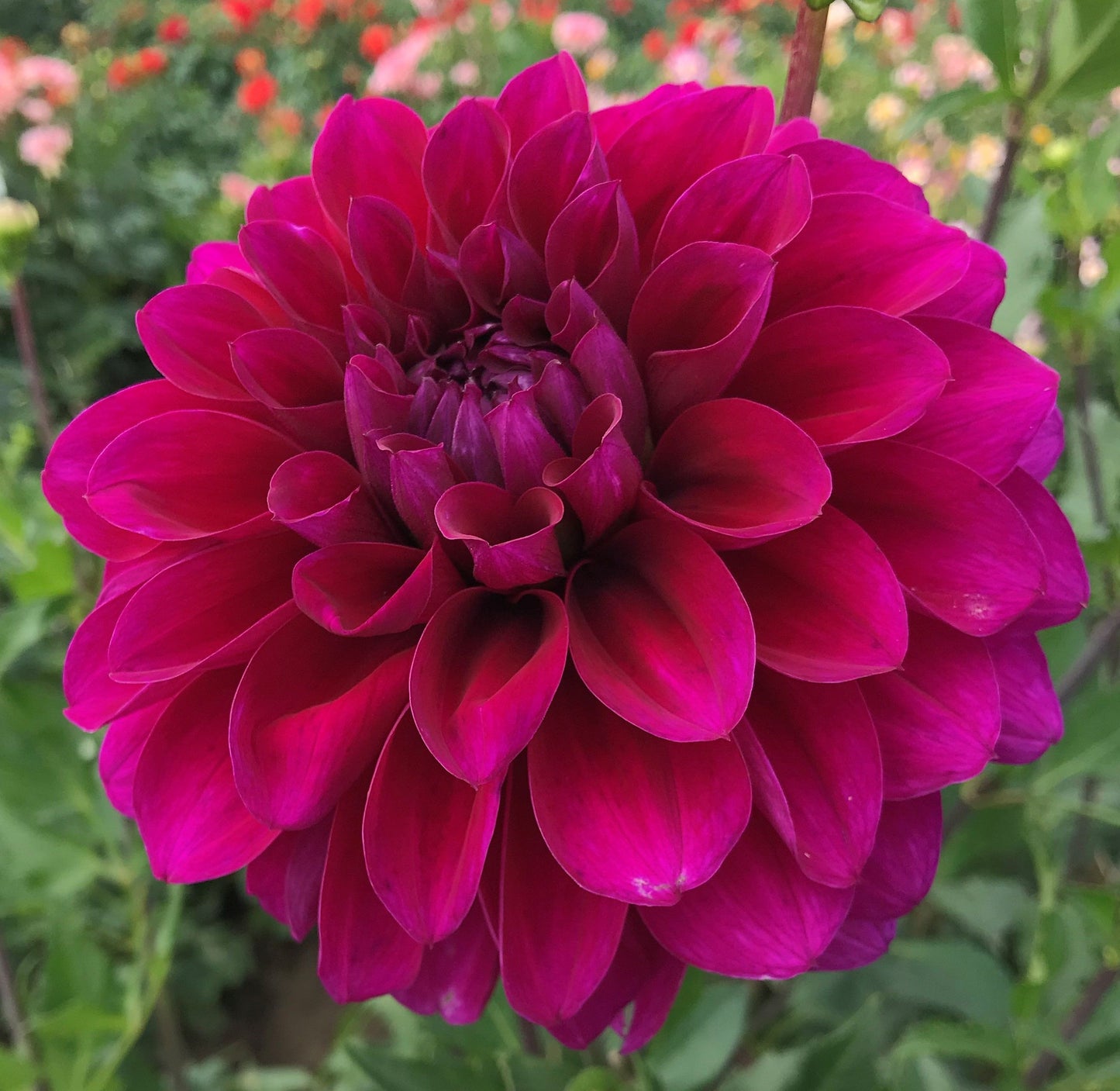 Beets Me Dahlia