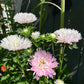 King Size Appleblossom China Asters Seeds online shopping