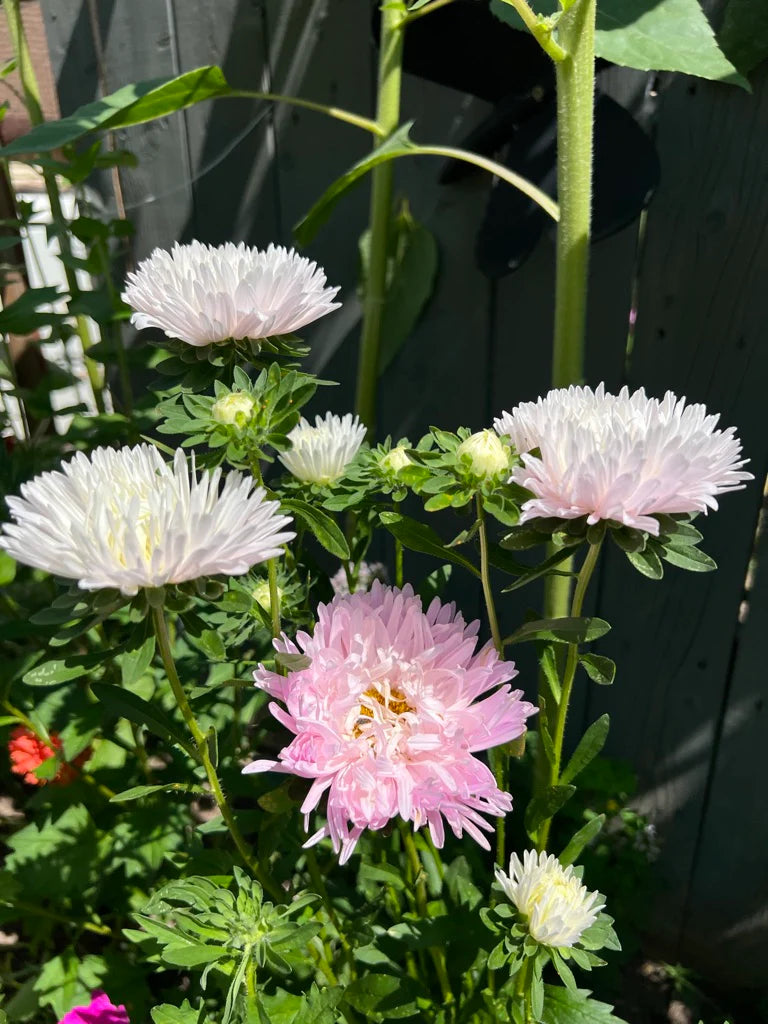 King Size Appleblossom China Asters Seeds online shopping