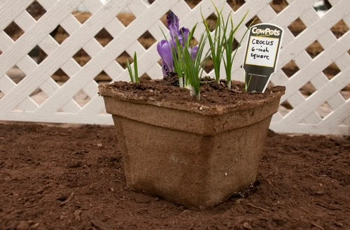 CowPot #6 Square Plantable Pot