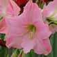 Sweet Star Dutch Amaryllis Bulbs