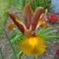 Lion King Dutch Iris Bulbs