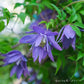 Macropetala Bluebird Clematis Vine