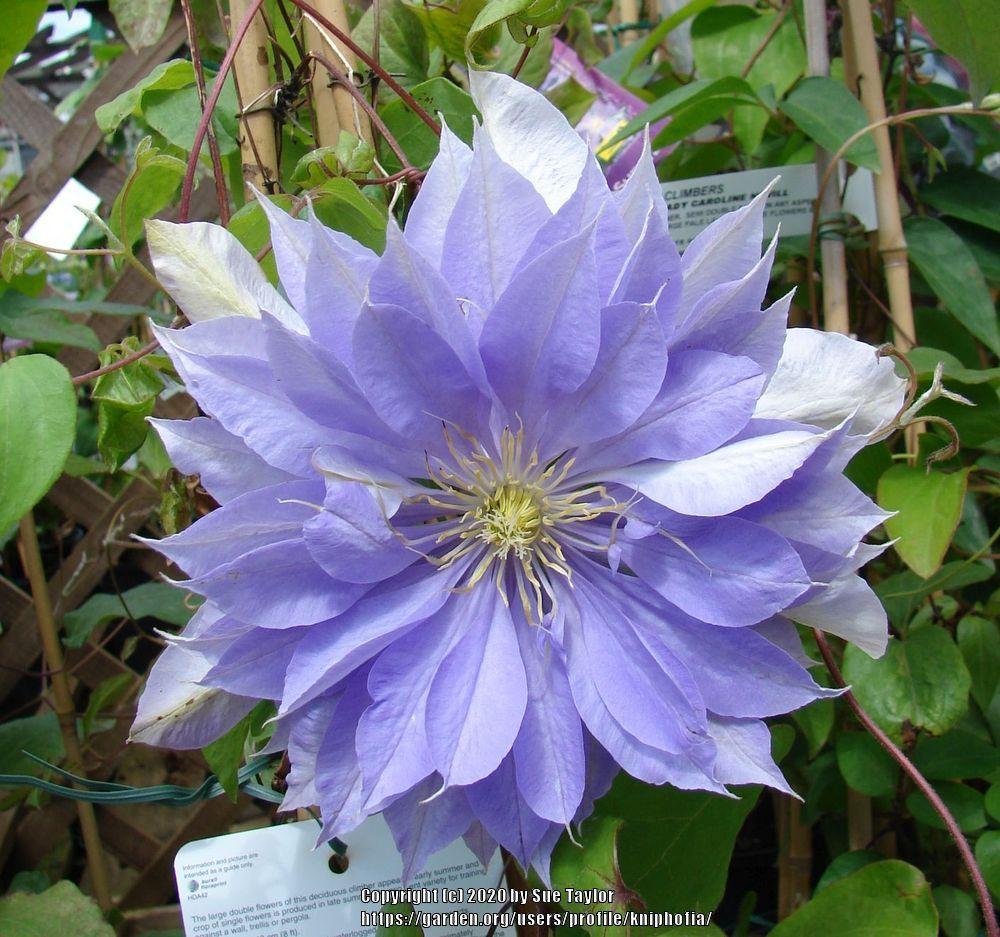 Countess of Lovelace Clematis Vine