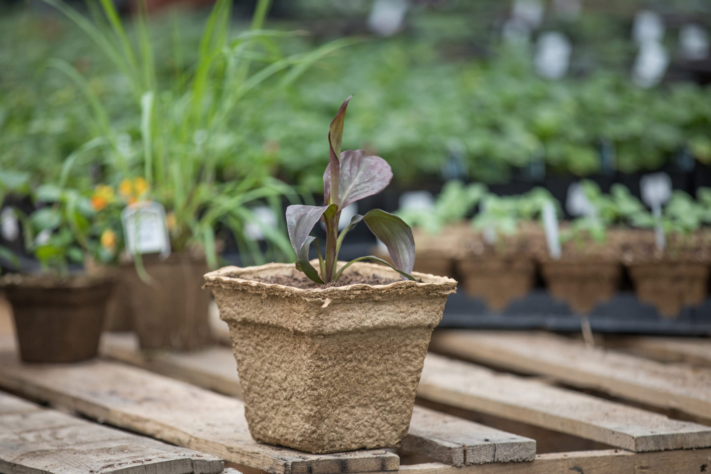 CowPot #7 Square Plantable Pot