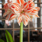 Dancing Queen Double Amaryllis Bulbs