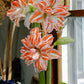 Dancing Queen Double Amaryllis Bulbs