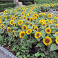 Big Smile Sunflower Seeds online shopping