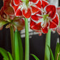 Samba Dutch Amaryllis Bulbs