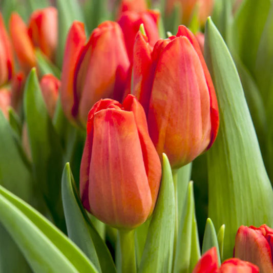Prins Willem Alexander Tulip Bulbs