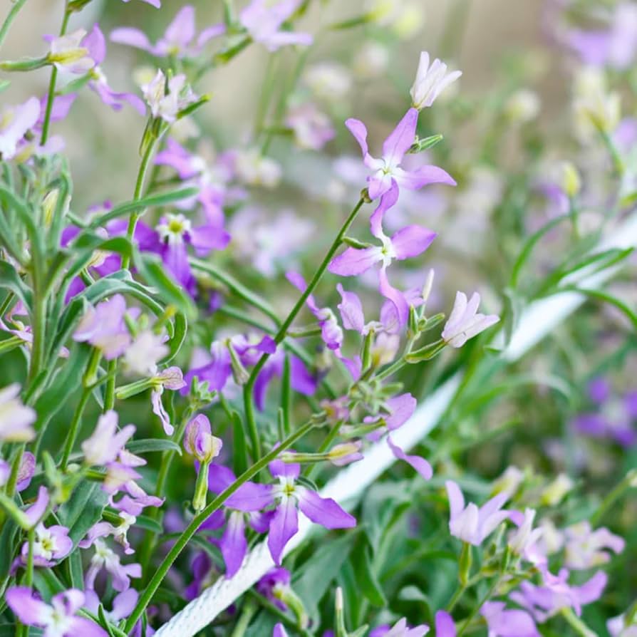 Evening Scented Stock Seeds online shopping