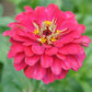 Benary's Giant Carmine Zinnia Seeds online shopping