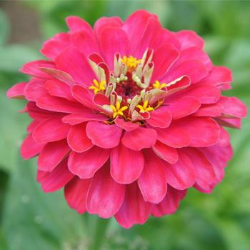Benary's Giant Carmine Zinnia Seeds online shopping
