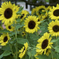 Sunrich Lemon Sunflower Seeds online shopping