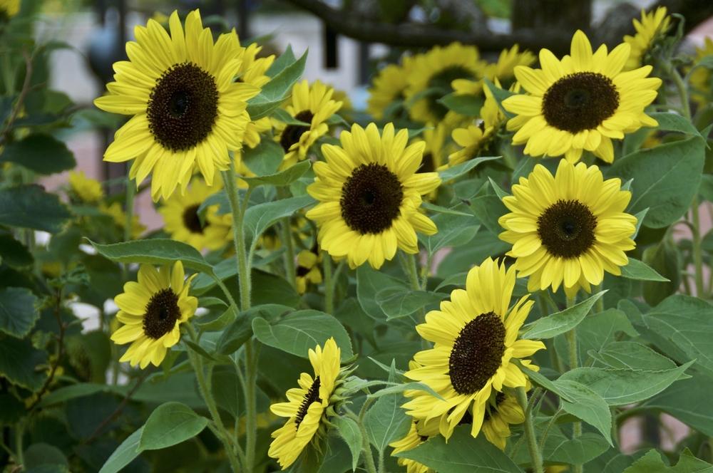 Sunrich Lemon Sunflower Seeds online shopping