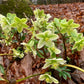 Hellebore Honeyhill Joy