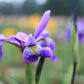 Iris versicolor Gerald Darby