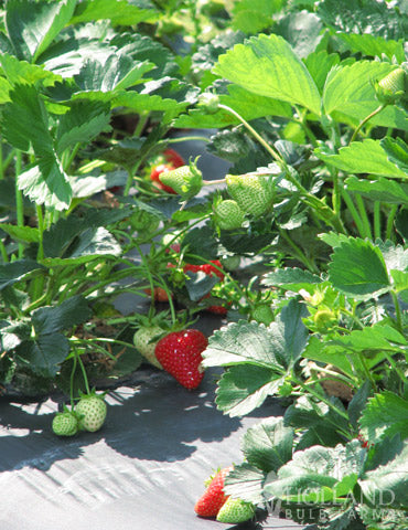 Allstar June Bearing Strawberry