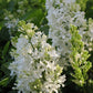 Snowy Beach Party™ Lilac lilac plant online shopping