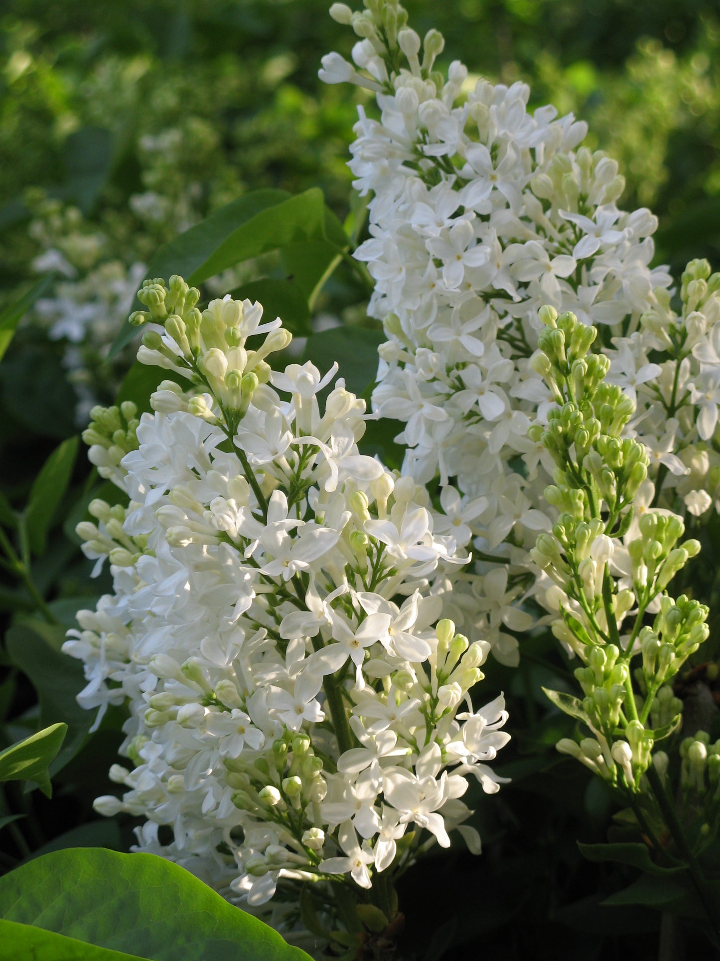 Snowy Beach Party™ Lilac lilac plant online shopping