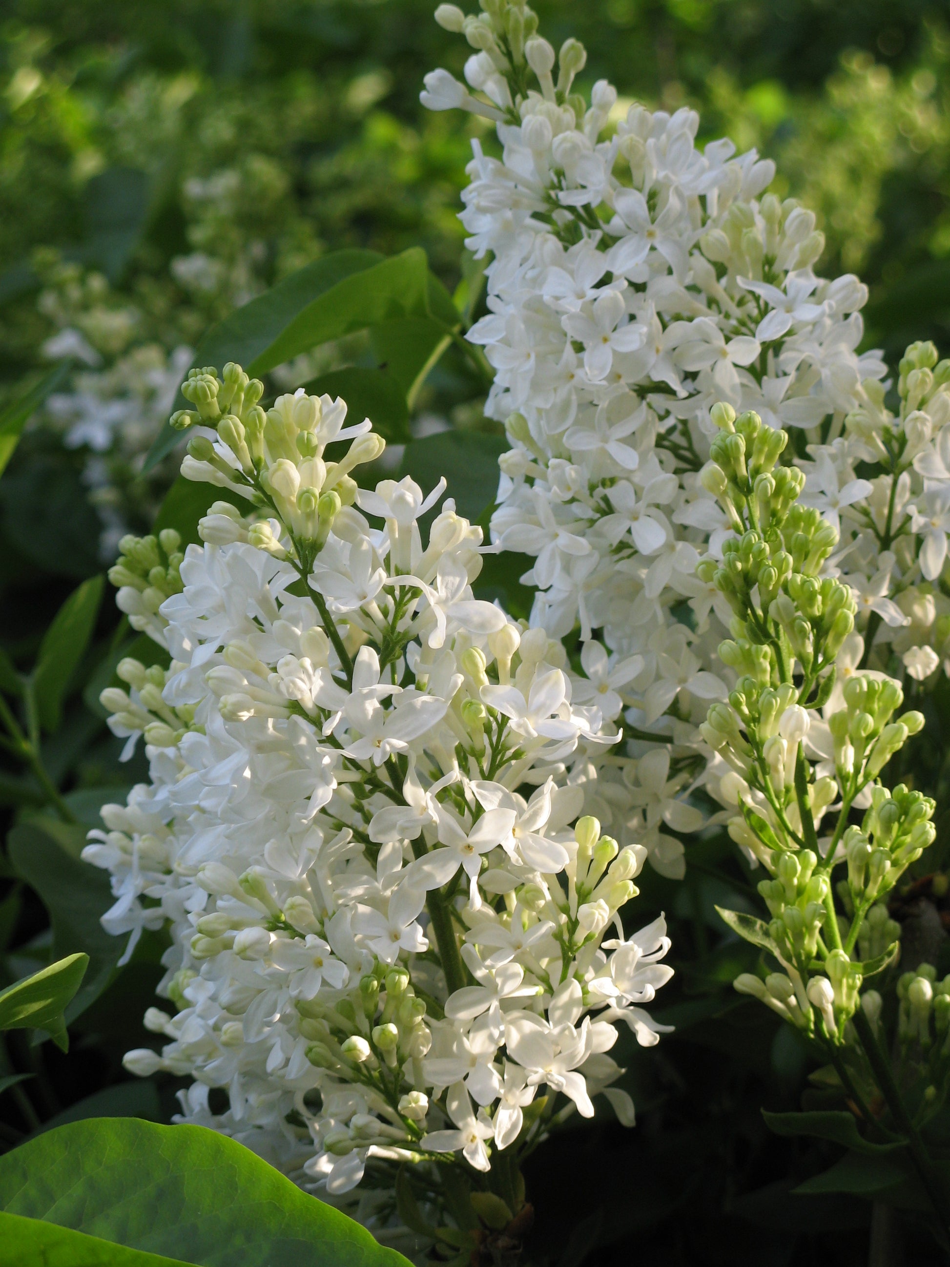Snowy Beach Party™ Lilac lilac plant online shopping