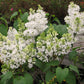 Snowy Beach Party™ Lilac lilac plant online shopping