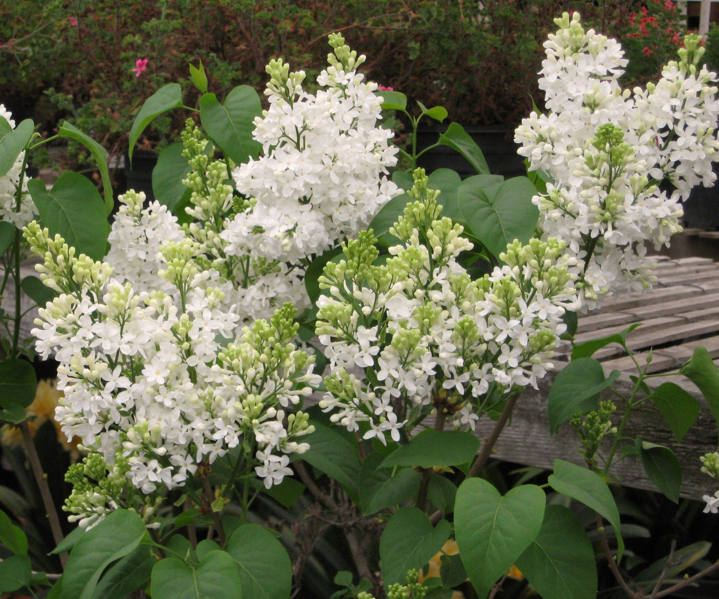 Snowy Beach Party™ Lilac lilac plant online shopping