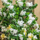 Snowy Beach Party™ Lilac lilac plant online shopping