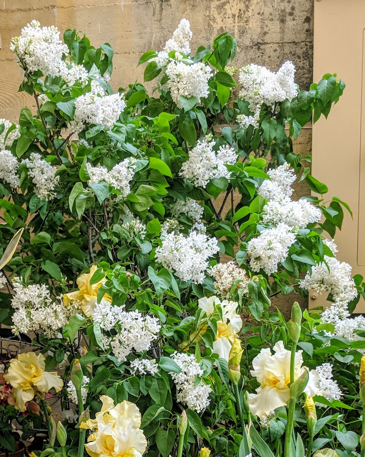 Snowy Beach Party™ Lilac lilac plant online shopping