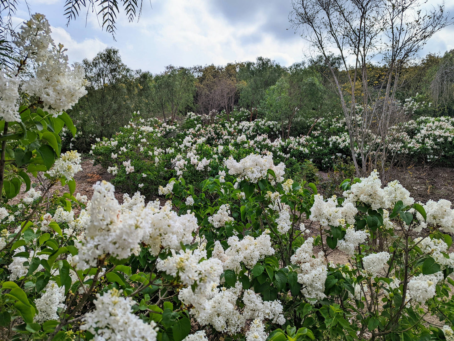 Snowy Beach Party™ Lilac lilac plant online shopping