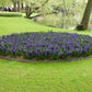 Rembrant Hyacinth Bulbs