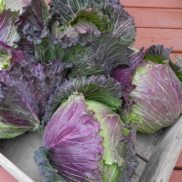 Marabel Cabbage