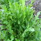 Surrey Arugula Seeds online shopping