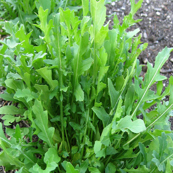 Surrey Arugula Seeds online shopping