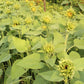 Sunrich Gold Sunflower Seeds online shopping