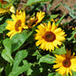 Big Smile Sunflower Seeds online shopping