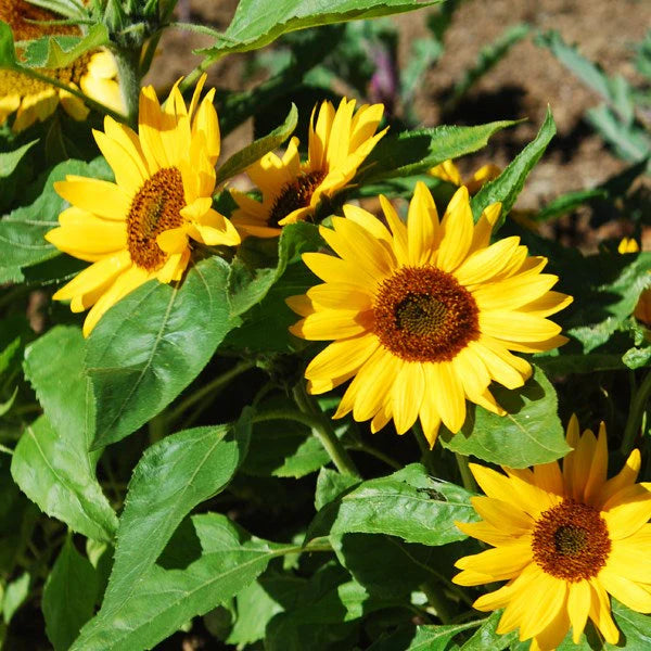 Big Smile Sunflower Seeds online shopping