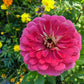 Benary's Giant Carmine Zinnia Seeds online shopping