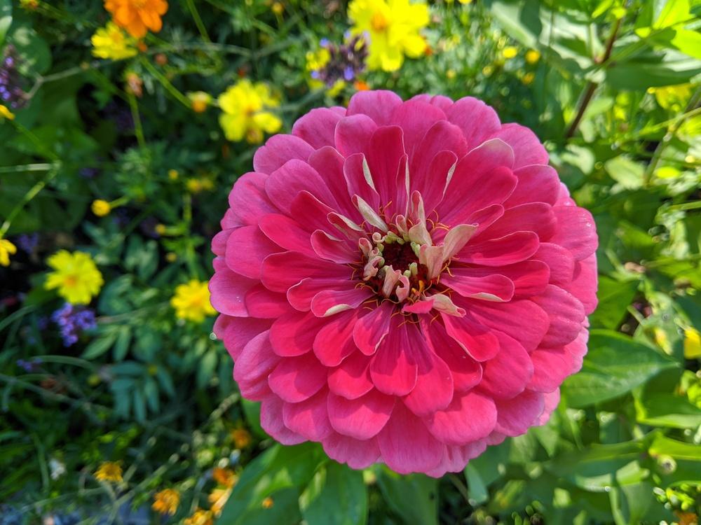 Benary's Giant Carmine Zinnia Seeds online shopping