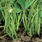 Mascotte Bush Bean Seeds online shopping