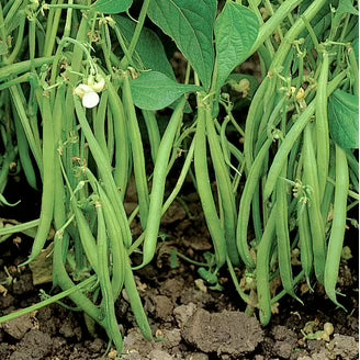Mascotte Bush Bean Seeds online shopping