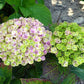 Hydrangea macrophylla Hokomathyst Magical Amethyst