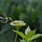 Envy Zinnia Seeds online shopping