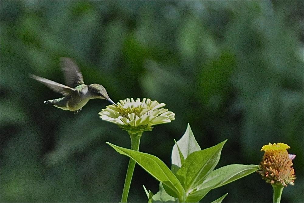 Envy Zinnia Seeds online shopping