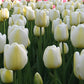 Angels Wish Tulip Bulbs