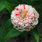 Peppermint Stick Zinnia Seeds online shopping